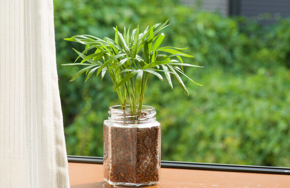 心が癒やされる観葉植物の販売も行っています | 大切な人に贈るお花のギフトなら備前市のすずき花店へ