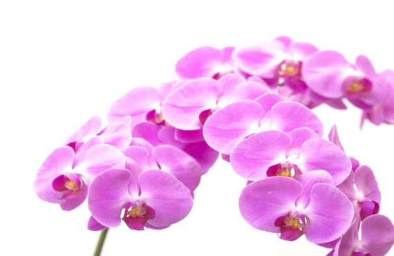 新築祝いや移転祝いなどに最適な胡蝶蘭を仕入れています | 大切な人に贈るお花のギフトなら備前市のすずき花店へ