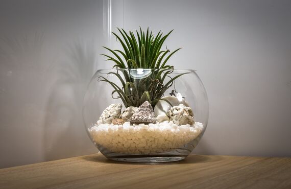 幅広い層からの人気を誇る癒やしのテラリウムを販売 | 大切な人に贈るお花のギフトなら備前市のすずき花店へ